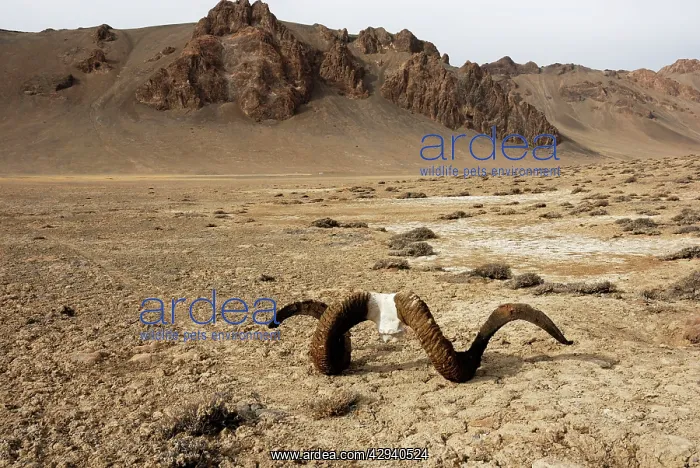 : Tajikistan - High valley in Pamir mountain - Murgab : Tajikistan - High valley in Pamir mountain - Murgab