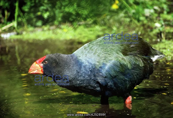  : Takahe (Motornis mantelli). New Zealand