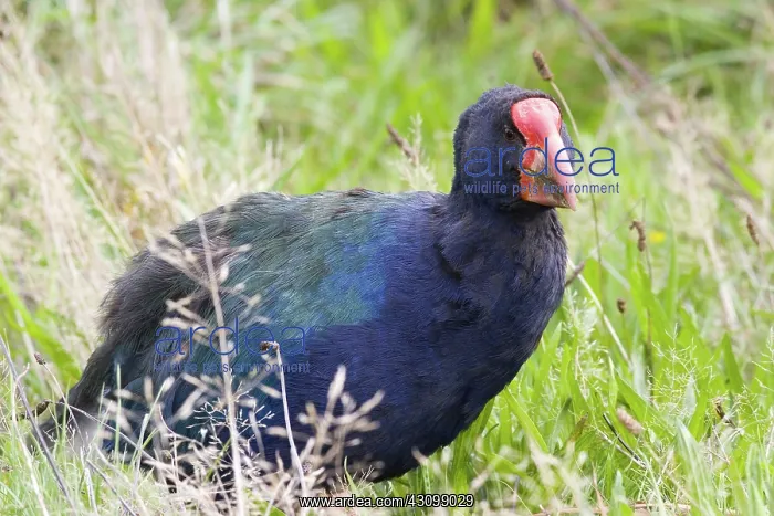 : Takahe (Porphyrio mantelli), a large flightless swamphen : Takahe (Porphyrio mantelli), a large flightless swamphen