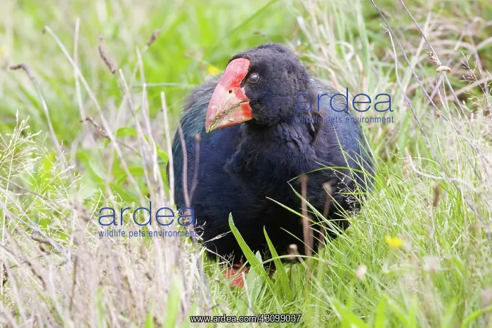 : Takahe (Porphyrio mantelli), a large flightless swamphen : Takahe (Porphyrio mantelli), a large flightless swamphen