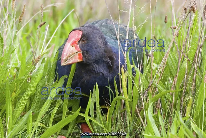 : Takahe (Porphyrio mantelli), a large flightless swamphen : Takahe (Porphyrio mantelli), a large flightless swamphen