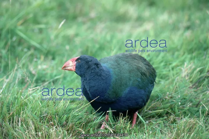 : Takahe (Notornis mantelli), once thought to be extinct until rediscovered : Takahe (Notornis mantelli), once thought to be extinct until rediscovered