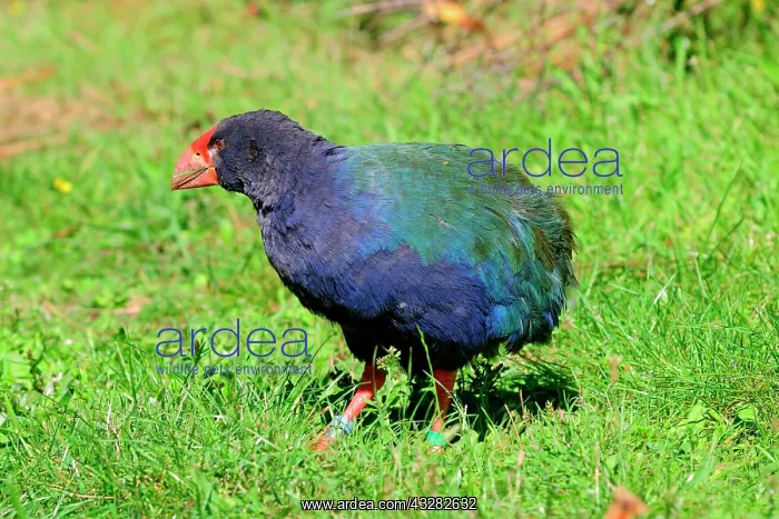 : Takahe (Porphyrio hochstetteri, New Zealand, Oceania : Takahe (Porphyrio hochstetteri, New Zealand, Oceania