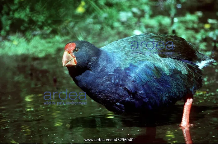 : TAKAHE - standing in water : TAKAHE - standing in water