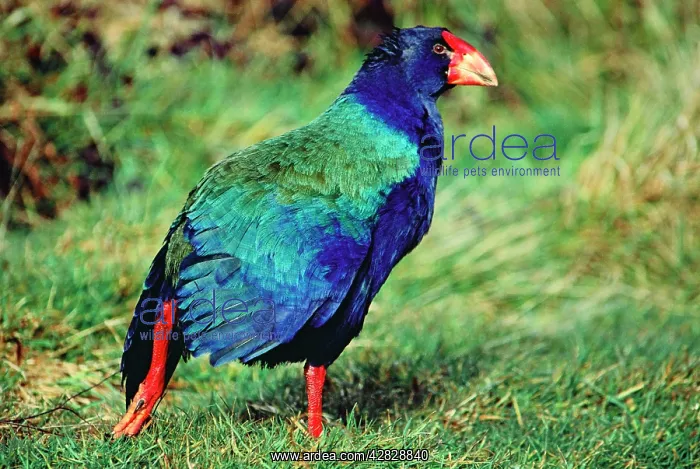 : TAKAHE - walking : TAKAHE - walking