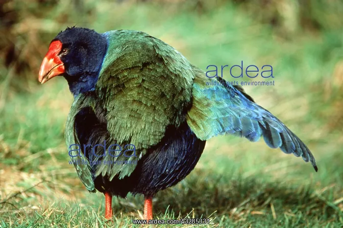 : TAKAHE - with one wing spread : TAKAHE - with one wing spread