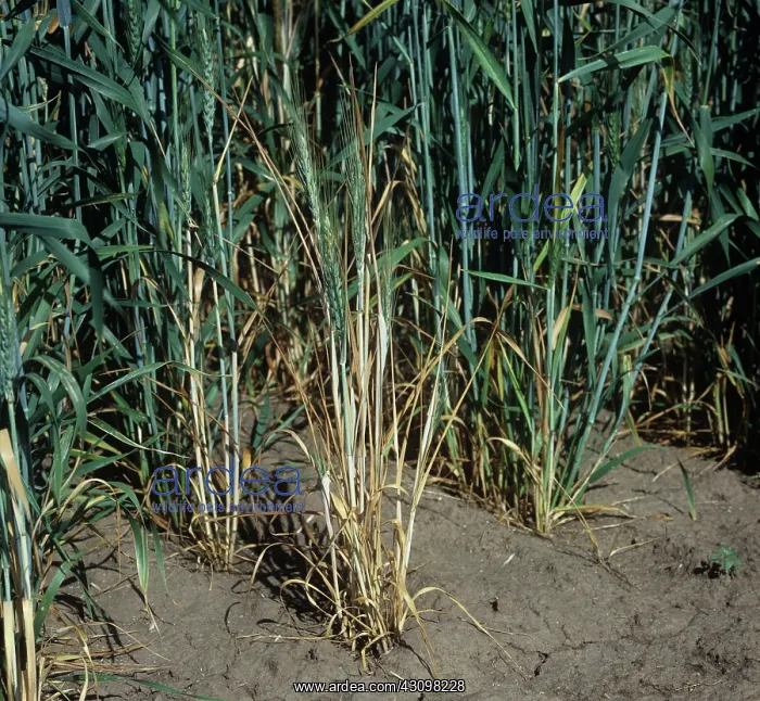 : Take-all diseased wheat plants : Take-all diseased wheat plants
