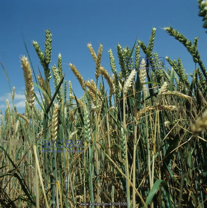 : Take-all infected wheat crop : Take-all infected wheat crop