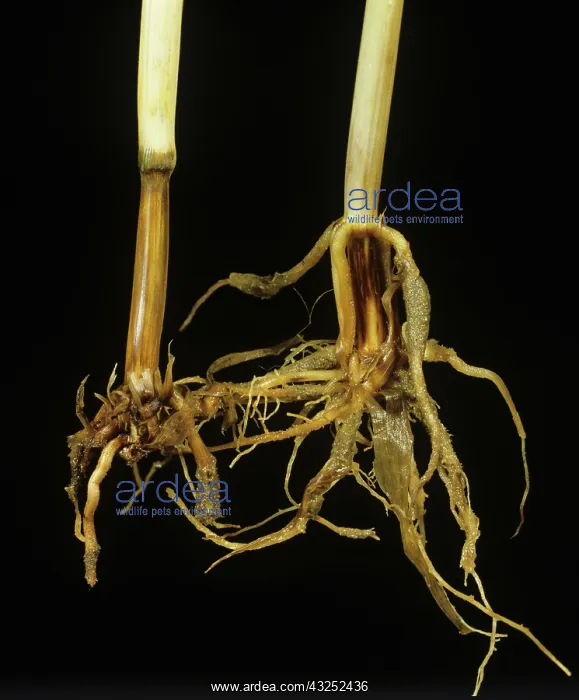 : Take-all infection in wheat plant : Take-all infection in wheat plant