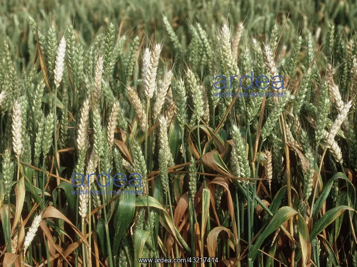 : Take-all on Wheat : Take-all on Wheat