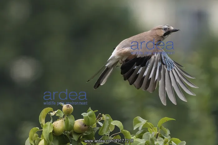 : Take-off of a jay (Garrulus glandarius) from the branch of a pear tree : Take-off of a jay (Garrulus glandarius) from the branch of a pear tree