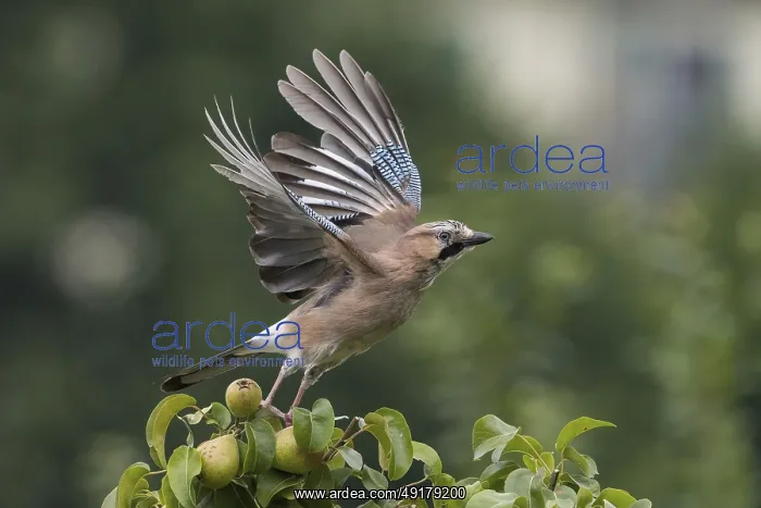 : Take-off of a jay (Garrulus glandarius) from the branch of a pear tree : Take-off of a jay (Garrulus glandarius) from the branch of a pear tree