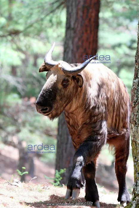  : Takin (Budorcas taxicolor). Bhutan