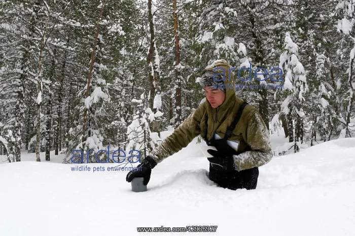 : Taking a snow depth measurement - boreal forest : Taking a snow depth measurement - boreal forest