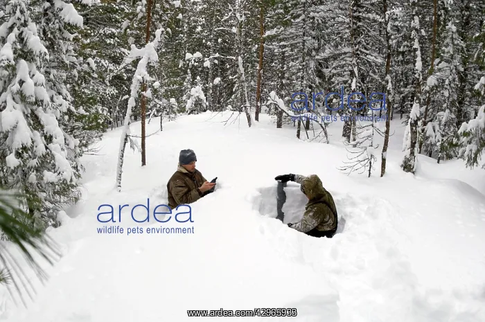 : Taking a snow depth measurement in a boreal forest : Taking a snow depth measurement in a boreal forest