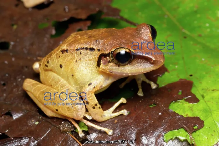 : Talamancan Rain Frog : Talamancan Rain Frog