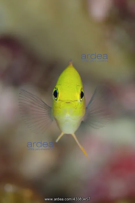 : Talbot's Demoiselle : Talbot's Demoiselle