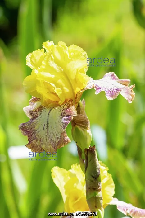 : Tall Bearded Iris, Iris Germanica Asha Michelle