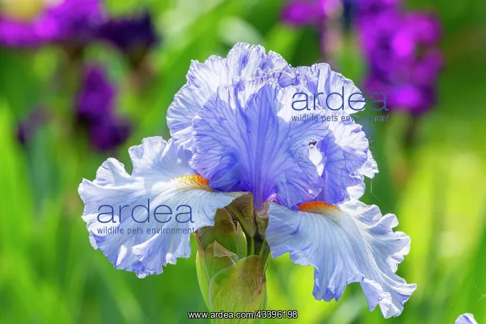 : Tall Bearded Iris, Iris Germanica Cielo Alto, flower : Tall Bearded Iris, Iris Germanica Cielo Alto, flower