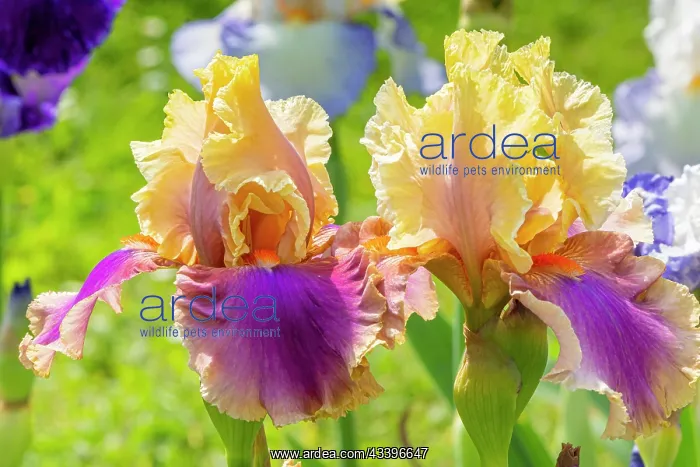: Tall Bearded Iris, Iris Germanica Colette Thurillet : Tall Bearded Iris, Iris Germanica Colette Thurillet