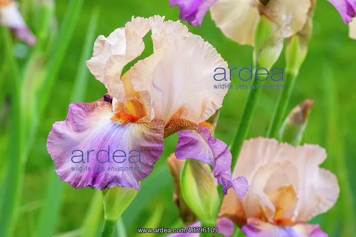 : Tall Bearded Iris, Iris germanica Con Fuoco, flowers : Tall Bearded Iris, Iris germanica Con Fuoco, flowers