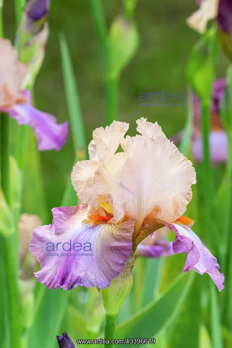 : Tall Bearded Iris, Iris germanica Con Fuoco, flowers : Tall Bearded Iris, Iris germanica Con Fuoco, flowers
