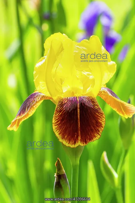 : Tall Bearded Iris, Iris germanica Iroquois, flower : Tall Bearded Iris, Iris germanica Iroquois, flower