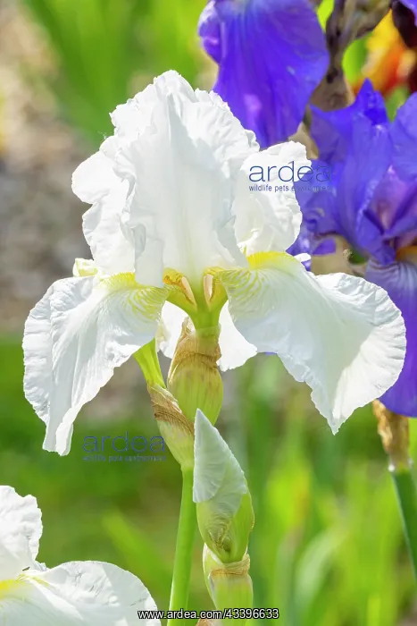 : Tall Bearded Iris, Iris Germanica Lady Boscawen, flower : Tall Bearded Iris, Iris Germanica Lady Boscawen, flower