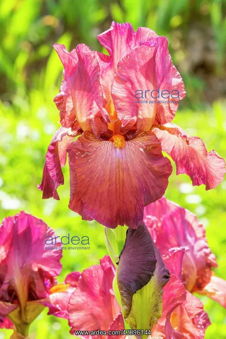 : Tall Bearded Iris, Iris Germanica Margrave, flower : Tall Bearded Iris, Iris Germanica Margrave, flower