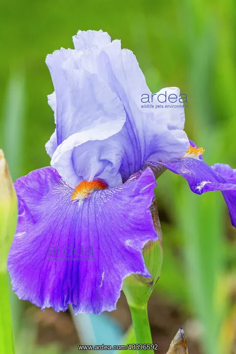 : Tall Bearded Iris Rsvolution, Iris germanica Rsvolution : Tall Bearded Iris Rsvolution, Iris germanica Rsvolution