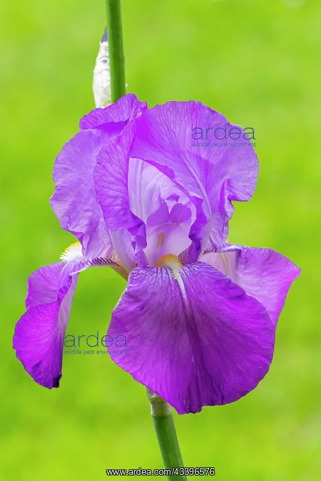 : Tall Bearded Iris Thaus, Iris Germanica Thaus, flower : Tall Bearded Iris Thaus, Iris Germanica Thaus, flower