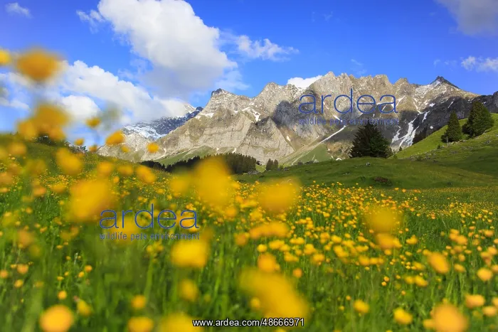 : Tall buttercup ( Ranunculus acris) Alpstein massif with : Tall buttercup ( Ranunculus acris) Alpstein massif with