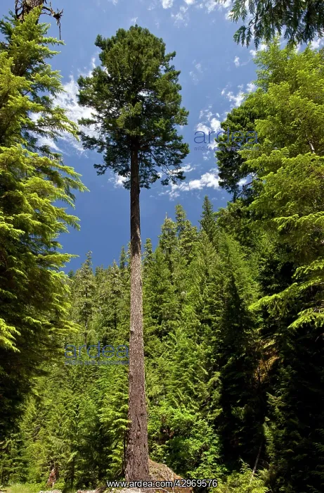 : Tall Douglas Fir : Tall Douglas Fir