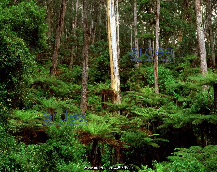 : Tall eucalyptus forest with understorey of Tree : Tall eucalyptus forest with understorey of Tree