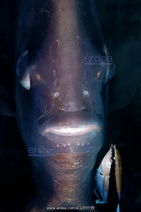  : Tall-fin Batfish - being cleaned by Juvenile Bluestreak