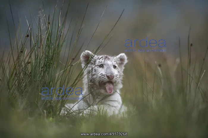 : In the tall grass... Royal Bengal tiger (Panthera tigris) : In the tall grass... Royal Bengal tiger (Panthera tigris)
