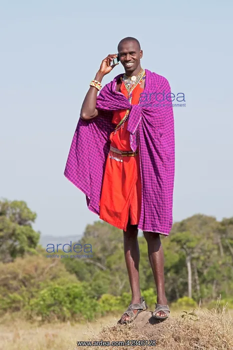 : Tall Maasai man wildlife guide using mobile phone : Tall Maasai man wildlife guide using mobile phone