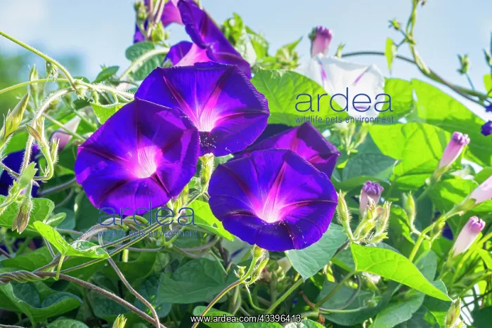 : Tall Morning Glory, Ipomoea purpurea Grandpa Ott's : Tall Morning Glory, Ipomoea purpurea Grandpa Ott's
