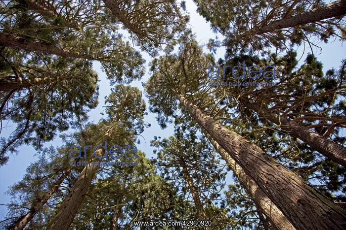 : Tall Pine Trees - looking from ground up to sky : Tall Pine Trees - looking from ground up to sky
