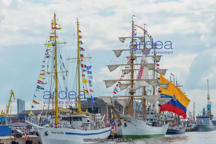 : Tall sailboats in the harbor during Klaipeda Sea : Tall sailboats in the harbor during Klaipeda Sea