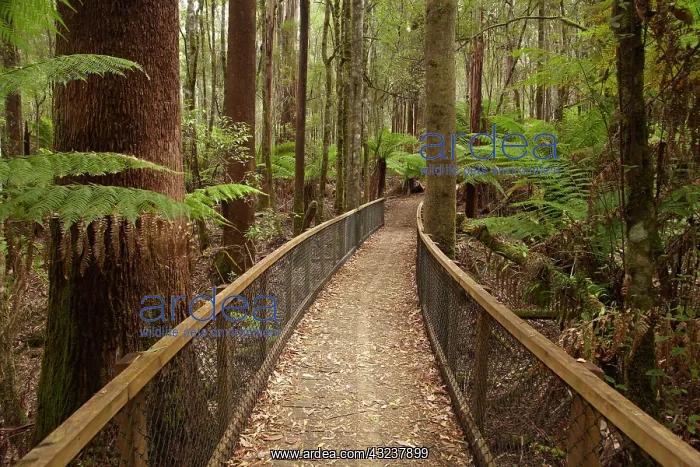 : Tall Trees Walk, Mount Field National Park : Tall Trees Walk, Mount Field National Park
