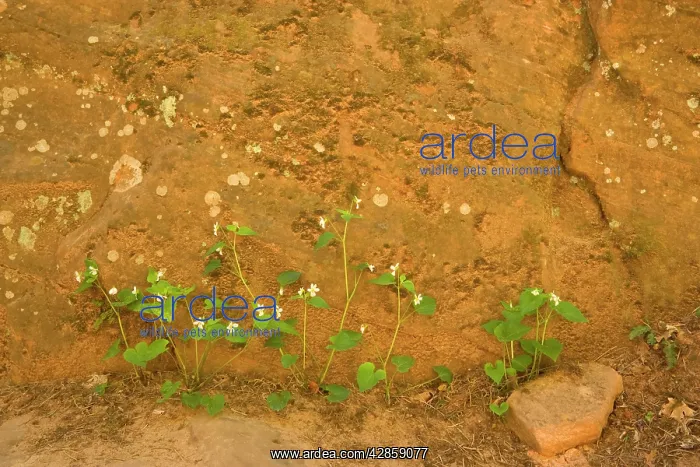 : Tall-white / Canadian Violet - growing on the floor : Tall-white / Canadian Violet - growing on the floor