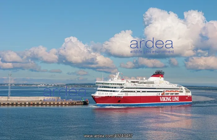 : Tallinn, Estonia. White ferry arriving from : Tallinn, Estonia. White ferry arriving from