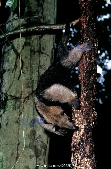 : TAMANDUA ANTEATER : TAMANDUA ANTEATER