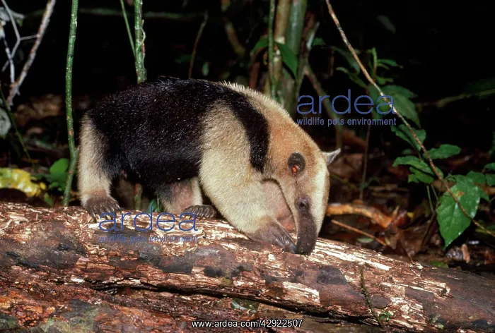 : TAMANDUA ANTEATER EATING : TAMANDUA ANTEATER EATING
