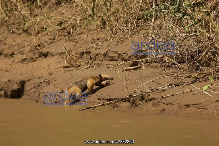 : Tamandua - coming out of water : Tamandua - coming out of water