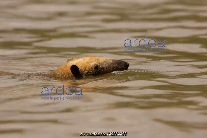 : Tamandua - swimming in water : Tamandua - swimming in water
