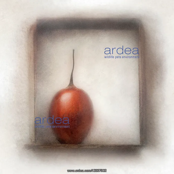 : Tamarillo, Solanum betaceum. Digitally manipulated image of Tamarillo within : Tamarillo, Solanum betaceum. Digitally manipulated image of Tamarillo within