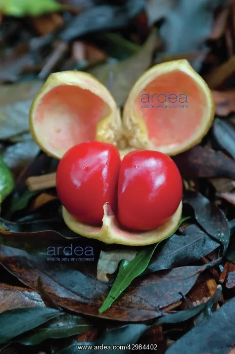 : Tamarind, Small -leaved Tamarind, Diploglottis campbellii : Tamarind, Small -leaved Tamarind, Diploglottis campbellii