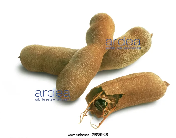 : Tamarind, Tamarindus indica : Tamarind, Tamarindus indica